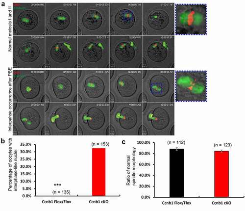 Figure 5. GC-specific Cyclin B1 deletion decreased the rate of second meiosis of oocytes. (a) Chromosomes and spindles were labeled with Hoechst 3342 and Sir-tubulin, respectively. The images were captured at 30-min intervals over 16–17 hrs, and representative images are shown. Movies showing normal first and second meiosis and interphase occurrence after PB1 extrusion are available (Supplemental Videos S1, S2). The spindle morphology in metaphase I is marked with a blue square and magnified on the right side. Scale bar, 10 μm. (b) The percentage of oocytes with interphase-like nuclei was calculated. *** P < 0.0001. (c) The ratio of the normal spindle morphology at the metaphase I stage was quantified. Data are the means ± SEM. In B and C, the numbers of analyzed oocytes are indicated above the bars.