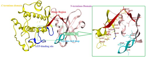 Figure 2. The protein crystal structure of Pim1 kinase (PDB ID: 4DTK) with a focus on the binding site residues.