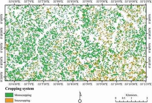 Figure 10. Maize mono and intercropping systems mapped during the high rainy season (western side of Bomet, Kenya).