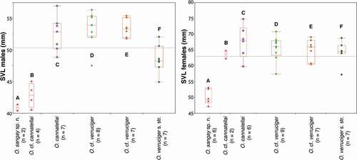 Figure 3. Boxplots for snout-vent length (SVL) from females and males of the Osteocephalus verruciger-cannatellai complex. The line in the middle of the box represents the median, and the lower and upper ends of the box are 25% and 75% quartiles, respectively. Letters correspond to those of clades onFigure 1