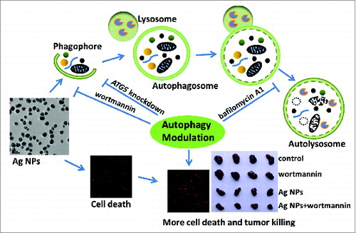 Scheme 1. Schematic illustration of the theory that Ag NPs induced cytoprotective autophagy and that inhibition of autophagy enhanced the antitumor efficacy of Ag NPs.