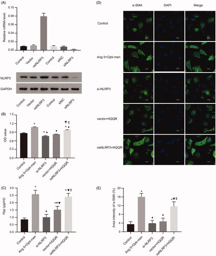 Figure 6. NLRP3 played an important role in the HQQR mediated effect of cardiac fibrosis inhibition. (A) Validation of mRNA and protein expression of NLRP3. (B) Effects of si-NLRP3 and oeNLRP3 on the proliferation of CFs, measured using the CCK8 assay. (C) Effects of si-NLRP3 and oeNLRP3 on Hyp expression. (D,E) The density of α-SMA was observed by immunofluorescence staining under a laser scanning confocal microscope. Area intensity of α-SMA was quantified by image J. *p < 0.05 vs. control group; ◊p < 0.05 vs. Ang II + Opti-men group; ▼p < 0.05 vs. si-NLRP3 group; ‡p < 0.05 vs. vector + HQQR group.