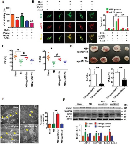 Figure 2. Forced expression of Mir26a protects cardiomyocytes from injury by activating autophagy. (A) Overexpression of Mir26a alleviated H2O2-induced inhibition of cell viability in NMCMs. This effect was reversed by application of 3-MA, an autophagic antagonist. n = 8. **p < 0.01 vs. Control; ##p < 0.01 vs. H2O2; &&p < 0.01 vs. H2O2+ Mir26a. MirNC, negative control of Mir26a. (B) Forced expression of Mir26a restored the inhibition of autophagy induced by H2O2. Data were obtained from 3 independent experiments and 10 cells were scored in each experiment. **p < 0.01. MirNC, negative control of Mir26a. (C) Overexpression of Mir26a improved heart function (n = 9. *p < 0.05 vs. Sham; #p < 0.05 vs. MI) and reduced the infarct size (both IA/NIA and IA/LV) in MI mice (D) (n = 9. **p < 0.01 vs. MI+ago MirNC). (E) Overexpression of Mir26a enhanced autophagic activity in MI mice. n = 5. **p < 0.01 vs. MI. AgomiR-NC, negative control of agoMir26a. (F) Overexpression of Mir26a normalized the dysregulated expression of autophagy-related proteins in MI mice. n = 6. *p < 0.05 vs. Sham; #p < 0.05 vs. MI. Ago MirNC, negative control of agoMir26a.