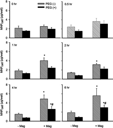 Figure 6 PEGylation attenuated MNP interaction with cultured endothelial cells. Human umbilical vein endothelial cell (HUVEC)-associated MNP was determined after incubation of 250 nm MNP (100 μg/mL; 19.7 μg/cm2) in the absence (-Mag) and presence (+Mag) of the magnet for up to 6 hrs after application of the magnet for 5 mins to facilitate sedimentation. Values are presented as mean ± SE (n=7). *,#P<0.05 compared with the corresponding control (0 hrs) and PEG(−) groups, respectively.