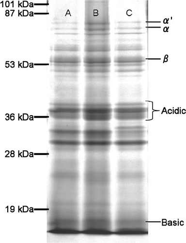 Figure 3. SDS-PAGE patterns of protein in soymilk made from line T-2-250-4-20-34 (lane A), the low-phytate line CX1834 (lane B), and the Japanese commercial cultivar Tanbakuro (lane C).