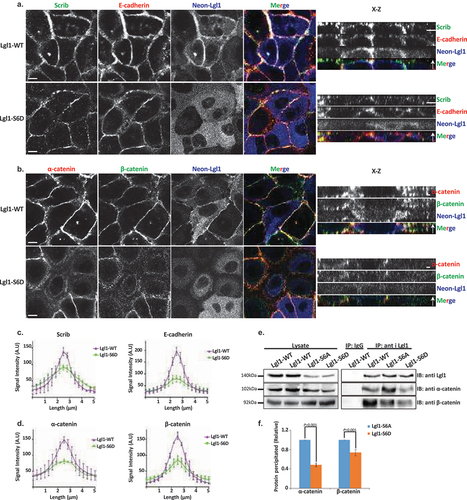 Figure 4. Lgl1 phosphorylation regulates AJ integrity. (a) and (b) A549-tet-shLgl1 (with Dox) cells expressing Neon-Lgl1-WT (Lgl1-WT) or Neon-Lgl1-S6D (Lgl1-S6D) were fixed and immunostained for Scrib and E-cadherin (A) or α- and β-catenin (B). For clarity, Neon-Lgl1 proteins are shown in blue. Left, representative images from Z-stack of indicated proteins from the apical side, scale bar, 10 µm. Right, Z-stack constructed from serial optical sections along apico-basal axis. Scale bar, 5 µm. (c) and (d) fluorescence intensity of endogenous Scrib and E-cadherin, α- and β-catenin measured at AJs in the indicated cell lines as described in Figure 1. Results are mean ± SD, for Scrib n = 60, for E-cadherin n = 45–80, for α- and β-catenin n = 60. A.U.: arbitrary units. (e) extracts from A549 cells expressing Neon-Lgl1-WT, Neon-Lgl1-S6A, or Neon-Lgl1-S6D were subjected to immunoprecipitation assay using Lgl1 antibody. The immunoprecipitated proteins were analyzed by IB with antibodies against Lgl1 and α- and β-catenin. IgG antibody was used as negative control. (f) quantification of the relative amounts of α- and β-catenin precipitated by Neon-Lgl1-S6A or Neon-Lgl1-S6D. Since Lgl1-WT includes both the phosphorylated and un-phosphorylated Lgl1, the quantification of the extent of Lgl1-S6D immunoprecipitated with α- and β-catenin is relative to that of Lgl1-S6A. Values are the mean ± SD from three independent experiments subjected to two-tailed, two-sample, and unequal-variance Student’s t test. Molecular weights of the proteins are indicated.