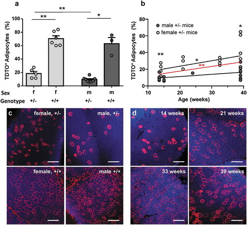 Figure 2. Non-induced TDTO expression in AT from Adipoq-CreERT2xTDTO mice Non-induced TDTO expression is studied in Adipoq-CreERT2xTDTO reporter mice of different sex, genotype and age. A, Bar graph summarizes non-stimulated TDTO expression in young (<15 weeks) Adipoq-CreERT2xTDTO mice of different sex and genotype. B, Linear regression is shown for non-induced TDTO expression in correlation to age of male and female mice. The red line represents the overall regression independent of sex. C and d, representative images for homozygous and heterozygous, female and male mice (c) and for heterozygous, female mice of different ages (d). TDTO fluorescence red, LipidtoxTM fluorescence blue. Data are presented as means ± SEM. Scale bar 250 µm. * p < 0.05 and **p < 0.01