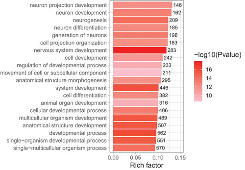 Figure 3. GO enrichment analysis of sural nerve DMGs (degenerators compared to regenerators). The top 20 most significantly enriched GO terms among DMGs are shown. Rich factor is the proportion of DMGs to all genes belonging in each GO term. The values on each bar correspond to the numbers of DMGs in each GO term, and colour gradient (see colour scale right of the figure) indicates the level of significance.