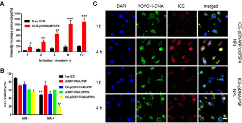 Figure 6 In vitro evaluation of ICG-YOYO-1-DNA co-transport nanoparticles. Under NIR irradiation exposure, the SOSG fluorescence intensity of free ICG and ICG-DNA/dPSP4 nanoparticles (A). 4T1 cell survival rate of ICG-pEGFP-TRAIL/dPSP4 is with or without NIR irradiation exposure (B). CLSM images of cells treated with ICG-YOYO-1-DNA loaded nanoparticles for 1 and 4 h (C). Scale bar = 20 μm. Statistically significant differences are indicated by asterisks (*p< 0.05, **p< 0.01, ***p<0.005).