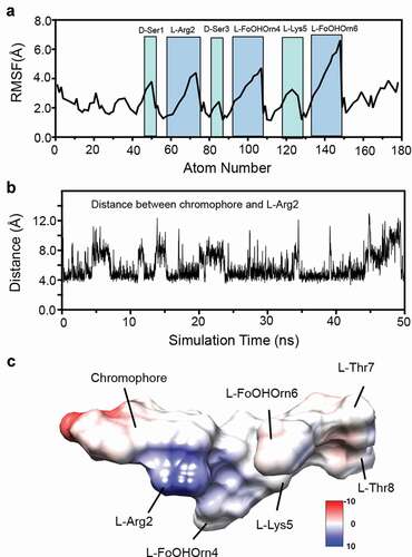 Figure 4. Conformational dynamics of apo-pyoverdine by a 50 ns MD simulation. (a) Root-mean-square fluctuation (RMSF) of backbone and sidechain heavy atoms in pyoverdine. Highlighted peaks correspond to labeled residues. (b) The center-to-center distances between the chromophore aromatic ring and L-Arg guanidinium group during the simulation. (c) Surface representation of the representative structure from Cluster 1 colored by Coulombic surface potential.