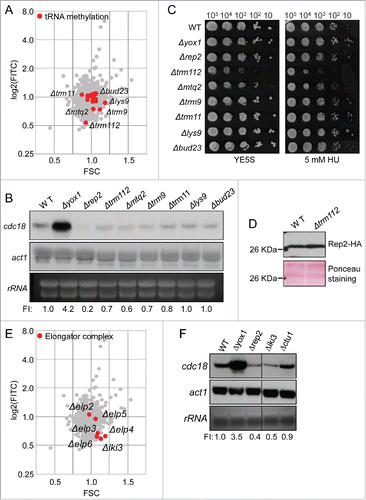 Figure 3. tRNA methyltransferases and Elongator activate MBF. (A) Plot of FITC (YFP fluorescence) vs FSC corresponding to the 2792 strains of the knockout collection with the values of the knock-out strains of genes involved in tRNA methylation highlighted in red. (B) Total RNA from wild type (WT), Δyox1, Δrep2, Δtrm112, Δmtq2, Δtrm9, Δtrm11, Δlys9 and Δbud23 strains was analyzed by Northern blot. Hybridization with an actin (act1) probe and the staining of rRNA is shown as loading control. FI: Signal was quantitated and normalized relative to the signal of the wild type strain. (C) Spot assay of the same strains by serial dilution and growth in rich media or in media with 5 mM HU. Plates were incubated at 30°C for 3–4 d (D) TCA extracts from wild type (WT) and Δtrm112 strains expressing Rep2-HA were immunoblotted with α-HA to detect Rep2. Ponceau staining is shown as loading control. (E) Same as in (A), highlighting knockout strains of Elongator. (F) Total RNA from wild type (WT), Δyox1, Δrep2, Δiki3 and Δctu1 strains was analyzed by Northern blot. act1 hybridization and rRNA are shown as loading controls. FI: Signal was quantitated and normalized relative to the signal of the wild type strain.