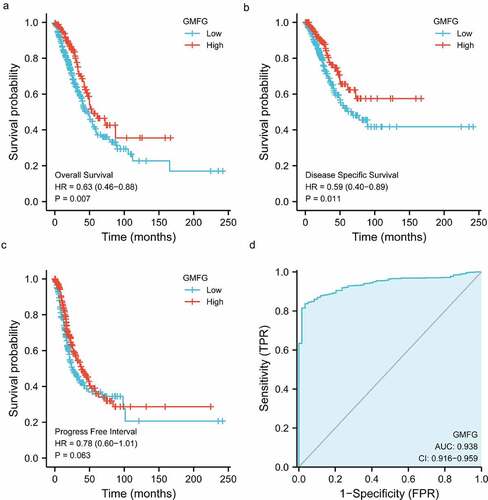 Figure 2. Prognosis, diagnostic analysis of GMFG in TCGA cohort a. Overall survival curves showing overall survival in GMFG high and low expression groups. b. Disease specific survival curves showing overall survival in GMFG high and low expression groups. c. Progress Free Interval curves showing overall survival in GMFG high and low expression groups. d. The diagnostic values of GMFG expression in lung cancer using ROC curve analysis.