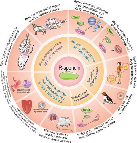 Figure 3. Functions of the RSPO family in vivo. The RSPO family has a wide range of biological functions, including reproductive system development, limb musculoskeletal development, angiogenesis, respiratory and digestive system development, and other biological activities.