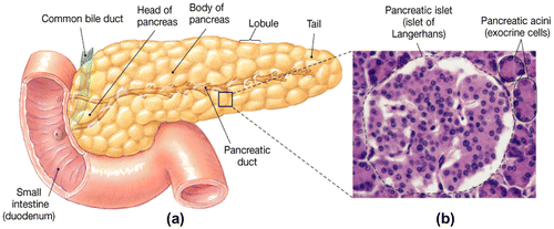 Figure 1. Histological structure of pancreas (Longnecker, Citation2014).