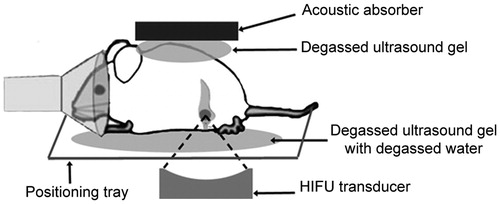 Figure 1. In vivo experimental setup. Mice were placed on the positioning tray within the MR receive coil. Acoustic coupling was achieved by using distilled degassed water and degassed ultrasound gel. An acoustic absorber, coupled with ultrasound gel, was placed on the animal’s back to control the exit beam and minimise movement. Respiration was monitored by an MR-compatible small animal monitoring system.