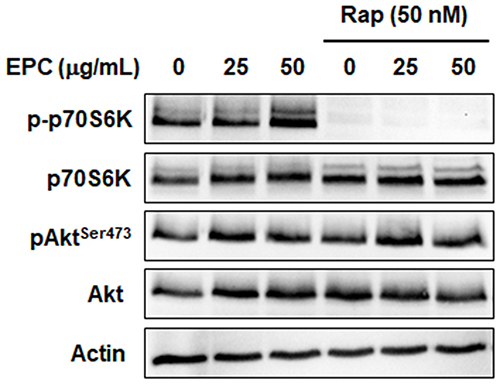 Figure 4 mTORC1 and mTORC2 activation are induced via EPC treatment. Cells were pretreated with mTORC1 inhibitor rapamycin (50 nM) with/without 25 or 50 µg/mL of EPC. The protein levels of mTORC1 marker p70 S6K and mTORC2 marker AktSer473 were detected by Western blot analysis after 4 h. Actin was used as a loading control.