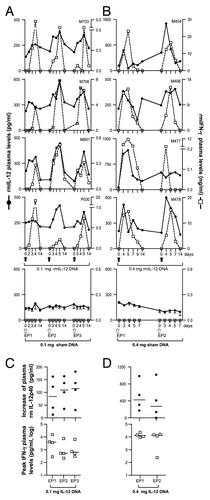 Figure 2. In vivo bioactivity of optimized rmIL-12 DNA injected in rhesus macaques via intramuscular injection. (A, B) Plots from individual rhesus macaques depicting overlays of plasma macaque IL-12p40 (black solid line; left Y-axis) and IFN-γ (dotted line; right Y-axis). Macaques (n = 4) were injected intramuscularly followed by in vivo electroporation with either 0.1 mg (A, left upper panels) or 0.4 mg (B, right upper panels) of optimized rmIL-12 DNA or sham DNA (lower right and left panels; mean and SEM are shown). The animals in panel A were injected 3 times with intervals of 2 mo, respectively. The animals in panel B were injected twice with an interval of 9 weeks. Arrows mark the day of the injection. (C, D) The plots show the difference between basal levels (day 0; prior to injection) and at day 5 of plasma IL-12p40 (upper panels) and the peak levels of plasma rmIFN-γ (lower panels) after injection of 0.1 mg (C, left panels) or 0.4 mg (D, right panels) rmIL-12 DNA. Note for the 0.1 mg IL-12 DNA group at EP1 (left upper panel), the day 4 measurements were used since the day 5 samples were not collected. For rmIFN-γ, the peak values are shown. The basal levels of rmIFN-γ were below the threshold of detection in all macaques. The mean values are shown.