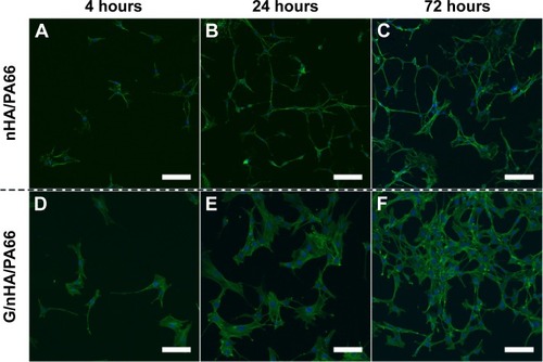 Figure 3 Confocal laser scanning microscope images of C3H10T1/2 cells cultured on nHA/PA66 (A–C) and G/nHA/PA66 (D–F) discs (scale bar =100 μm, magnification 200×).Abbreviations: G/nHA/PA66, graphene/nanohydroxyapatite/polyamide66; nHA/PA66, nanohydroxyapatite/polyamide66.