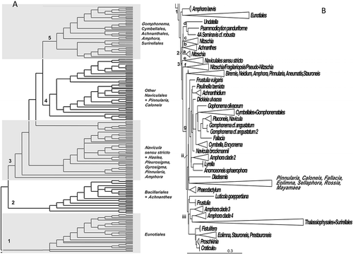 Figure 5. Consensus tree from the last 100 trees of the BI analysis of the raphid diatoms from the Class Bacillariophyceae from dataset 11 (A) and dataset 25 (B). All other centric clades removed from the tree. Every other clade is shaded in A and each clade is shown in detail in Supplementary Figure 1. Thickest lines represent 100% PP support for that clade, next thickest line represents >50 % support. Clades are numbered and lettered going from left to right in the tree as discussed in the text, e.g. 1> a> i. Scale bar in B represents 0.3 substitutions/site.