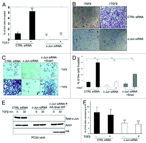 Figure 11. c-Jun promotes TGFβ-induced invasion of prostate cancer cells. (A) Knock-down of c-Jun in PC-3U cells significantly prevented TGFβ-induced invasion. Data are presented as mean values (± S.D.) for invasive cells in 3 independent experiments (***, P < 0.001, when compared with control siRNA). (B) Invasion assay was performed in PC-3U cells transiently transfected with control (CTRL) or c-Jun siRNA, and treated as indicated. Cells were then visualized by staining with crystal violet cell stain solution. (C and D) Invasion assay was performed in PC-3U cells transiently transfected with CTRL, c-Jun siRNA alone or together with HA-tagged Snail1, and treated as indicated. (E) Cell lysates derived from a part of the cells in (C) was subjected to immunoblotting for total c-Jun and HA (Snail). Actin served as internal control for equal loading of proteins. (F) The number of proliferating PC-3U cells transiently transfected with control (CTRL) or c-Jun siRNA, and treated as indicated, was subjected to immunofluorescence stainings of phospo-Histone3 (p-H3). Data are presented as mean values (± S.D.) in 3 independent experiments. (**, P < 0.01, ***, P < 0.001, when compared with control siRNA).