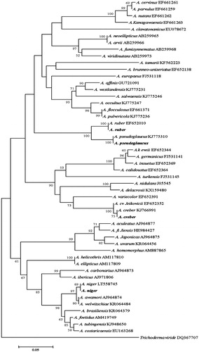 Figure 7. Phylogenetic tree for the four Aspergillus isolates and related species based on neighbor-joining analysis of partial calmodulin gene region sequence using MEGA 5.0. The numbers at the nodes indicate the bootstrap support calculated for 1,000 repetitions. The scale bar indicates 0.05 substitutions per nucleotide position, outgroup is Trichoderma viride. A. niger: Aspergillus niger DUCC6001, A. creber: Aspergillus creber DUCC6004. A. ruber: Aspergillus ruber DUCC6002, A. pseudoglucus: Aspergillus pseudoglaucus DUCC6003.