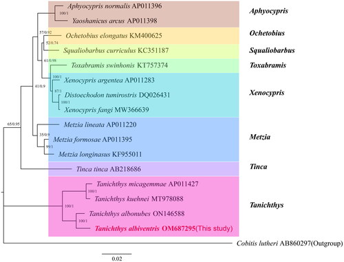 Figure 3. Phylogenetic tree constructed using the IQtree and MrBayes method based on the amino acid sequences of 13 proteins translated by the mitochondrial genome. The numbers on the branches indicate the posterior probabilities (IQtree/MrBayes). The red font represents the target species in this study.