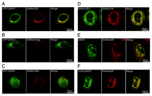 Figure 2. EMC6 is localized in the ER. Confocal microscopy images are shown of U2OS cells: cotransfected with GFP-EMC6 and DsRed-ER (A), DsRed-Golgi (B) or DsRed-Mito (C); cotransfected with EMC6-GFP and DsRed-ER (D); cotransfected with EMC6 and DsRed-ER and then immunostained with an anti-EMC6 antibody after 24 h (E); cotransfected with FLAG-EMC6 and DsRed-ER and then immunostained with an anti-FLAG antibody after 24 h (F).