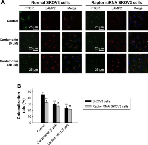 Figure 8 Raptor interference enhanced the inhibitory effect of cardamonin on the lysosomal localization of mTOR.