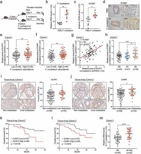 Figure 6. Overabundance of F.nucleatum correlates with high expressions of ALPK1 and ICAM1 in CRC patients and indicates poor clinical outcome. (a) C57BL/6 mice pretreated with antibiotics were administrated with F. nucleatum or PBS control everyday by gavage and sacrificed after the treatment at 15 days. (b) Quantitative RT-PCR analysis of the relative abundance of F. nucleatum in colon tissues from mice with the indicated treatment (n = 6). Data are normalized to Universal Eubacteria 16S. (c) Quantitative RT-PCR analysis of ICAM1 mRNA expression in colon tissues from the indicated mice (n = 6). (d) Representative IHC images of ICAM1 protein expression in colon tissues from the indicated mice. (e-f) Quantitative RT-PCR analysis of ALPK1 (e) and ICAM1 (f) in Cohort 1 which was divided into two groups depends on the relative abundance of F. nucleatum. (g) The correlation between the relative mRNA levels of ALPK1 and ICAM1 in Cohort 1. (h) The relative mRNA levels of ICAM1 among CRC patients with different lymph nodes metastasis stages in Cohort 1. (i-j) IHC analysis of ALPK1 (i) and ICAM1 (j) in Tissue Array Cohort 2. Representative photographs of IHC staining in CRC tissues with or without liver metastasis were shown (left), and the relative expression was quantified by H-score (right). Scale bar, 50 μm. (k-l) Kaplan-Meier survival curve of ALPK1 (k) and ICAM1 (l) expression of CRC patients in Tissue Array Cohort 2. (m) The relative abundance of F. nucleatum in the feces of CRC patients with positive lymph nodes metastasis (N1+N2, n = 32) or without metastasis (N0, n = 40) in Cohort 3. Data are shown as mean ± SD. * P < .05, ** P < .01, *** P < .001, **** P < .0001, Mann-Whitney test (b), Student’s t test (c, e, f, h, i, j, m), Linear Regression (g), Log-rank test (k, l).