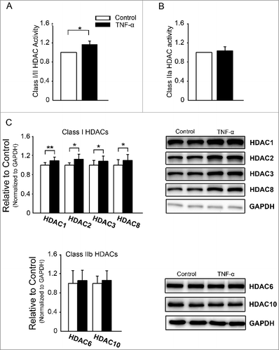 Figure 1. Class I and II histone deacetylase (HDAC) activities and proteins in control and tumor necrosis factor (TNF)-α (10 ng/ml)-treated cells. (A) TNF-α-treated cells had higher total Class I and II HDAC activities than control cells (n = 5 experiments per group). (B) Control and TNF-α-treated cells had similar Class IIa HDAC activities (n = 5 experiments per group). (C) Class I HDAC protein HDAC-1, -2, -3, and -8 levels in TNF-α-treated cells were higher than those in control cells, but Class IIa HDAC proteins (HDAC-6 and -10) were similar between the two groups (n = 10 independent experiments per group). *P<0.05, **P<0.01.