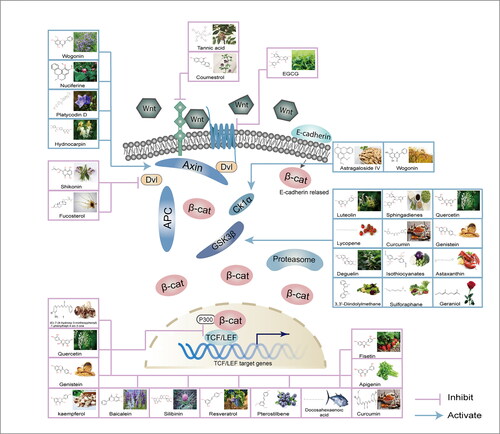 Figure 4. Bioactive food factors regulate Wnt signaling transduction.