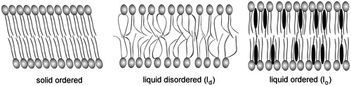 Figure 4. Physical states of the lipid bilayer. Here a lipid bilayer made of a single phospholipid is in a solid gel-like, ordered state when the temperature is below the Tm of the phospholipid, and in a liquid-crystalline (lc), or liquid-disordered (ld) state when the temperature is above the Tm. An additional mesomorphic state has been described when cholesterol is present in the system above a certain molar ratio over phospholipids. In this case the cholesterol molecule (black oval) can fluidize the solid-ordered phase and render more ordered the liquid-disordered phase, generating an intermediate state, which was termed liquid-ordered (lo) phase. The bilayer in the lo phase is thicker than that in the lc or in the solid-ordered phase. See text for additional details. Redrawn from (Munro, Citation2003).