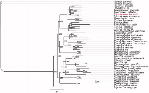 Figure 1. Phylogenetic tree generated based on PCGs and rRNAs using mitochondrial genomes from species in Tettigoniidae. The GenBank accession numbers for tree construction is listed as follows: Acrida cinerea (GU344100), Acrida willemsei (EU938372), altbrus simplex (NC_009967), Atlanticus sp. (KX057730), Gampsocleis gratiosa (NC_011200), Uvarovites inflatus (NC_026231), Metrioptera ussuriana (NC_034796), Deracantha onos (NC_011813), Zichya baranovi (NC_033984), Decma fissa (NC_033981), Pseudokuzicus pieli (NC_033982), Xizicus fascipes (NC_018765), Xizicus howardi (KY458226), Pseudocosmetura anjiensis (NC_033853), Conanalus pieli (NC_033987), Conocephalus maculatus (HQ711931), Conocephalus melaenus (KY407794), Conocephalus differentus (MF347703), Pseudorhynchus acuminatus (NC_033992), Pseudorhynchus crassiceps (NC_033990), Ruspolia dubia (EF583824), Ruspolia lineosa (NC_033991), Ruspolia sp. (KX057717), Hexacentrus japonicus (NC_033983), Hexacentrus unicolor (NC_033999), Ducetia japonica (KY612457), Kuwayamaea brachyptera (NC_028159), Elimaea cheni (NC_014289), Ducetia sp. (KX673198), Phaneroptera gracilis (NC_034756), Phaneroptera nigroantennata (NC_034757), Holochlora fruhstorferi (NC_033993), Sinochlora longifissa (NC_021424), Sinochlora szechwanensis (KX354724), Ruidocollaris obscura (NC_028160), Mecopoda elongata (NC_021380), Mecopoda niponensis (NC_021379), Phyllomimus detersus (NC_028158), Phyllomimus sinicus (NC_033997), Pseudophyllus titan (NC_034773) and Lipotactes tripyrga (NC_033996).