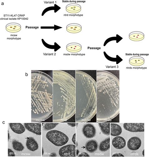 Figure 1. Four variants with distinct morphologies derived from ST11-KL47 CRKP isolate KP10042. (a) A schematic showing the appearance of variants with distinct morphologies during in vitro passage. (b) Colony morphology of variants on LB agar plates. (c) Transmission electron microscopy images of the variants with different morphotypes. Arrows point to the capsule.