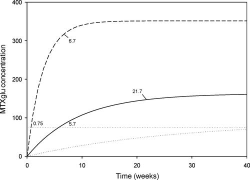 Figure 1 MTXglu concentration by time. The solid, dotted, and dashed curves represent the median, lower estimate, and upper estimate of MTXglu concentration in red blood cells plotted against time. The horizontal dotted line represents the cut-off MTXglu concentration discriminating moderate/good- from non-response (74 nmol/L).Citation8 The weeks to reach this threshold are indicated. The weeks to reach steady state (90% of maximum) are also indicated (the lower estimate does not reach the therapeutic threshold or steady state before 40 weeks).