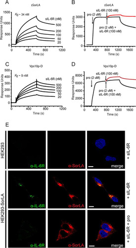 FIG 3 SPR analysis of the binding of sIL-6R to sSorLA and to the Vps10p-D of SorLA (A to D) and SorLA-mediated uptake of sIL-6R in cells (E). The concentration dependence of sIL-6R binding to immobilized sSorLA (A) and the SorLA Vps10p-D (C) was evaluated. The indicated Kd values were calculated on the basis of the collected sums of data. The inhibition by SorLA propeptide (pro) of sIL-6R binding to sSorLA (B) and to the Vps10p-D (D) was also evaluated. SorLA was preincubated with a saturating concentration of propeptide (2 μM) prior to the injection of a mixture of propeptide (2 μM) and sIL-6R (100 nM). The response obtained with sIL-6R alone, i.e., the curve to be expected in the absence of inhibition, is indicated in each case in red. (E) Uptake of sIL-6R in SorLA-transfected and wt HEK293 cells. The cells were incubated (37°C, 30 min) at 250 nM sIL-6R in the absence or presence of 20 μM SorLA propeptide. The cells were then washed, fixed, permeabilized, and subsequently stained with mouse anti-IL-6R and rabbit anti-SorLA as primary antibodies and with Alexa Fluor 488-conjugated goat anti-mouse and Alexa Fluor 568-conjugated goat anti-rabbit antibodies as secondary antibodies. Scale bars, 10 μm.