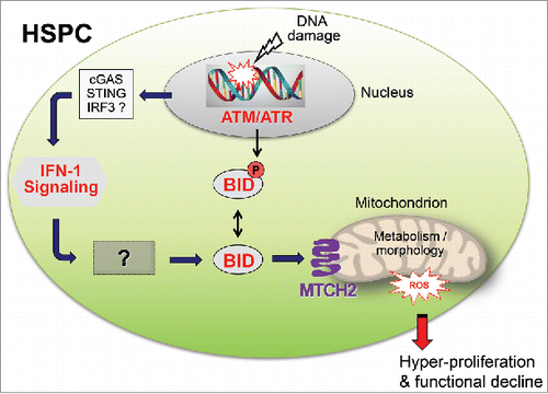 Figure 1. The IFN-1 > BID > ROS pathway connects DNA damage with hyper-proliferation and malfunction of haematopoietic stem/progenitor cells (HSPCs). Loss of ATM, loss of ATM-mediated BID phosphorylation and/or DNA damage all result in mitochondrial accumulation of full-length BID and toxic ROS production. How nuclear DNA damage may trigger an IFN-1 response is currently unknown, but innate immune signaling via the cytoplasmic DNA recognition machinery involving cyclic GMP-AMP-Synthase (cGAS), stimulator of IFN-1 signaling (STING) and interferon response factor 3 (IRF3) seems a good bet. The mechanistic link between IFN-1 signaling and BID mobilization has not yet been explored and thus remains entirely obscure.