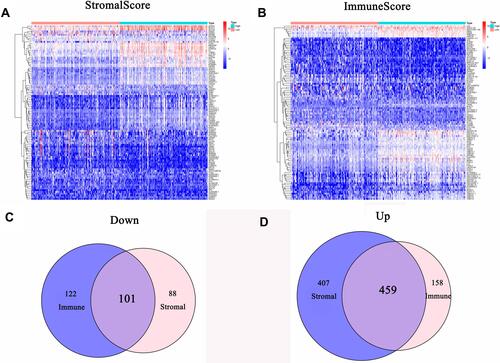 Figure 4 Gene expression profiles of GC patients with different stromal and immune scores. (A) Heatmap of DEGs between the stromal high-score and low-score groups. (B) Heatmap of DEGs between the immune high-score and low-score groups. (C) Venn diagram of commonly downregulated DEGs in the stromal and immune score groups. (D) Venn diagram of commonly upregulated DEGs in the stromal and immune score groups.