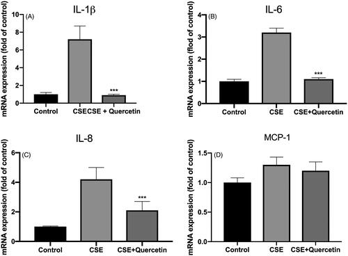 Figure 3. Quercetin protect CSE-induced inflammation in human RPE cells. (A) The expression of IL-1β in each group. (B) The expression of IL-6 in each group. (C) The expression of IL-8 in each group. (D) The expression of MCP-1 in each group. ***p < .001 comparing with the CSE-treated group.