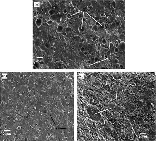 FIGURE 5 Electron micrographs of (A) control 52% moisture imitation cheese (_500), (B) imitation cheese containing 12.5% Novelose240 (_500), and (C) imitation cheese containing 12.5% Novelose330 (_800). F: fat globule; P: Protein matrix; H: honeycomb structure; S: starch.[Citation4]