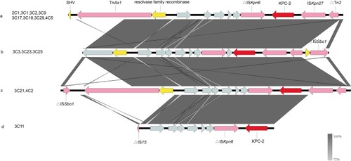 Figure 2 The genetic environment of the blaKPC-2 gene in K. pneumoniae was isolated from clinical sources. The arrows represent the direction of transcription. The red open reading frame (ORF) indicates the blaKPC-2 gene, the pink ORF indicates the mobile element, the yellow ORF indicates other resistance genes or enzymes and the gray ORF indicates other genes or genes of unknown function. (A) The genetic environment of blaKPC-2 is similar in isolates 2C1, 3C1, 3C2, 3C9, 3C17, 3C18, 3C29 and 4C5. (B) The isolates 3C3, 3C23 and 3C25 all carry blaKPC-2 and share the identical genetic environment surrounding the same gene. (C) The isolate 3C21 and the isolate 4C2 have the same genetic environment. (D) The genetic environment of the isolate 3C11 carrying the blaKPC-2 gene.