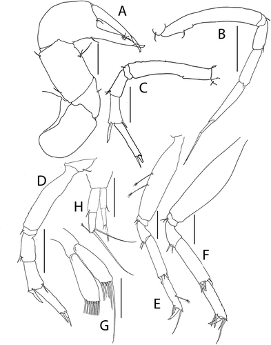 Figure 45. Pseudotanais enduranceae sp. nov., (a), cheliped; (b), pereopod-1; (c), pereopod-2; (d), pereopod-3; (e), pereopod-4; (f), pereopod-6; (g), pleopod; (h), uropod. Scale lines = 0.1 mm