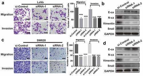 Figure 3. CircRNA_100876 knockdown inhibited metastasis and epithelial-mesenchymal transition (EMT) in CRC cells. (a,c) Stable knockdown of circRNA_100876 significantly inhibited migration and invasion of (a) LoVo and (c) SW620 cells, measured using the Transwell assay, Scar bar, 50 μm. (b,d) CircRNA_100876 knockdown in (b) LoVo cells and (d) SW620 cells resulted in upregulation of the epithelial marker E-cadherin, downregulation of the mesenchymal markers N-cadherin and vimentin, and a decrease in the EMT–associated transcription factor, Snail. All experiments were repeated at least three times. *** P < .001.