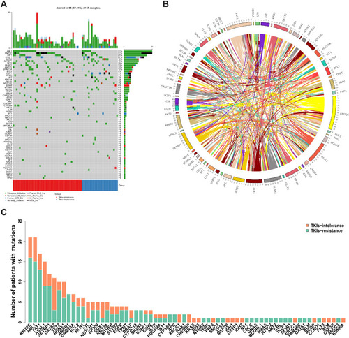 Figure 1 Summary of mutations (A) Most of the 68 individual somatic mutations were missense mutations, while multiple hit mutations accounted for 38% of KMT2C mutations, and frameshift mutations also accounted for 46.67% of ASXL1. Among the total mutation rates, the highest was ABL1 KD (31%), followed by that of KMT2C, FAT1 and ASXL1, which were 31%, 25% and 22%, respectively. (B) The coexistence relationship among genes is complicated. (C) The TKIs-resistant group accounted for the majority of the mutations in most genes, while the number of mutations in the TKIs-intolerant group in the CUX1, GATA2 and KIT genes was higher than those in the TKIs resistant group.Abbreviations: KD, kinase domain; TKIs, tyrosine kinase inhibitors.