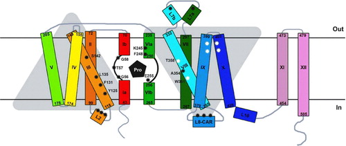 Figure 2.  Schematic two-dimensional topology of PrnB in the plane of the membrane. The Figure is based on the corresponding 3D model shown in Figure 1. Amino acid residues important for substrate binding and transport are (TMD1, TMD3, TMD6 and TMD8) are shown (black asterisks). Among those, G56, T57, G58 in TMD1 and F245 in TMD6 are nearly absolutely conserved in APCs (see Figure 4). K245 is uniquely conserved in proline transporters. Non-annotated black asterisks denote approximate positions of other functionally important residues in L2 and L8 in several APCs. White asterisks in TMD8, TMD9, TM10 denote residues important for function, mostly in PheP. This Figure is reproduced in colour in Molecular Membrane Biology online.