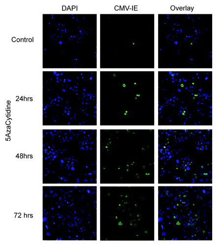 Figure 1. Inhibition of DNA methylation by 5-azacytidine renders cells more susceptible to HCMV infection. HCT-116 cells were treated by 10 µM 5-azacytidine for 24, 48 or 72 h. Treated cells were then infected by AD169 for 24 h and fixed. HCMV infected cells were detected by HCMV IE staining.