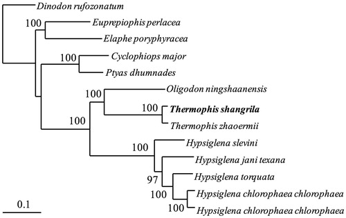 Figure 1. A RA × ML tree of 13 species from Colubridae was constructed based on the dataset of 13 concatenated mitochondrial PCGs. Sequence data used in the study from GenBank are the following: Dinodon rufozonatum (KF148622), Euprepiophis perlacea (KF850472), Elaphe poryphyracea (GQ181130), Cyclophiops major (KF148620), Ptyas dhumnades (KF148621), Oligodon ningshaanensis (KJ719252), Hypsiglena jani texana (EU728592), Hypsiglena torquata (EU728591), Hypsiglena chlorophaea chlorophaea (EU728577), Hypsiglena slevini (EU728584), Thermophis zhaoermii (GQ166168) and Hypsiglena chlorophaea chlorophaea (EU728593).