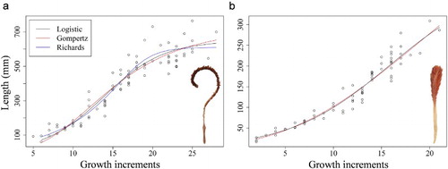 Figure 7. Relationship between colony length (mm) and number of growth increments following a logistic (black line), Gompertz (red line) and Richards model (blue line). a, Anthoptilum grandiflorum; b, Pennatula aculeata.