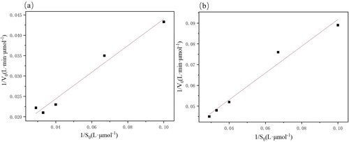 Figure 12. Lineweaver- burk polt of (a) free PSL and (b) PSL-CMC-g-PAA/SBA-15.