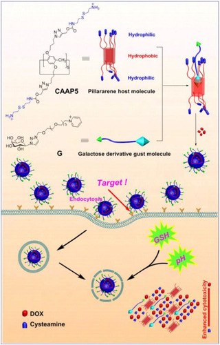 Figure 15 Schematic illustration of the synthesis of CAAP5, the host-guest complexation with galactose derivatives (G), formation of vesicles (CAAP5G), and their GSH/pH dual-responsive drug release.Notes: Reprinted with permission from Lu YC, Hou CX, Ren JL, et al. A multifunctional supramolecular vesicle based on complex of cystamine dihydrochloride capped pillar[5]arene and galactose derivative for targeted drug delivery. Int J Nanomed. 2019;14:3525–3532.Citation90; Copyright 2019, Dovepress.